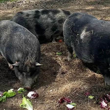Caravane En Pleine Nature Ferme Proche De Campsite *